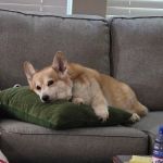 All Creatures Animal Hospital: Corman Cameron DVM