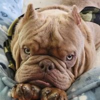 Cincinnati Veterinary Surgical & Wellness Center ico