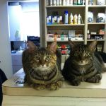 Cherry Grove Animal Hospital