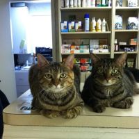 Cherry Grove Animal Hospital ico