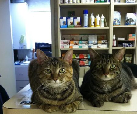 Cherry Grove Animal Hospital