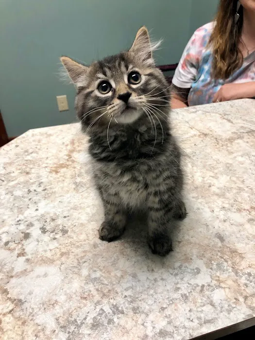 Bethel Community Pet Hospital Picture 1