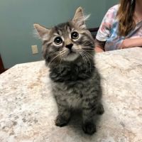 Bethel Community Pet Hospital ico