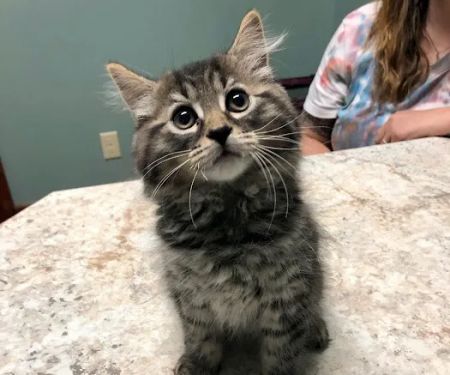 Bethel Community Pet Hospital