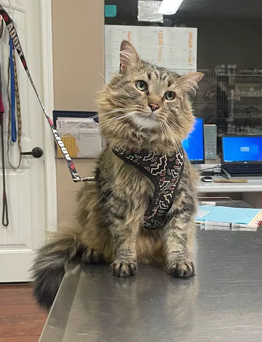 Bethel Community Pet Hospital Picture 4