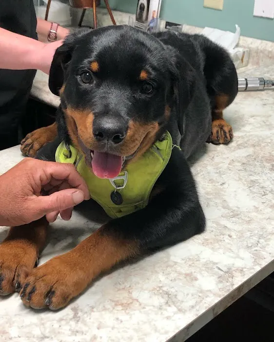 Bethel Community Pet Hospital Picture 3
