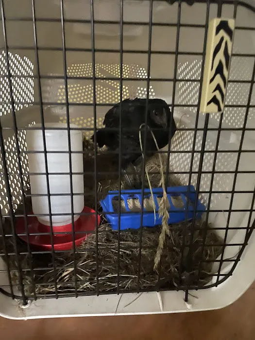 Nurture Animal Clinic Picture 2