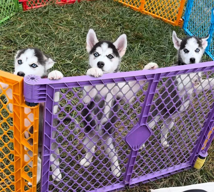 Nurture Animal Clinic Picture 7