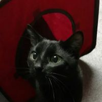 Nurture Animal Clinic ico