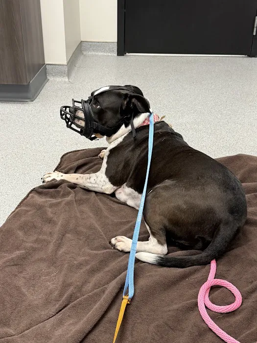 Riverview Animal Hospital Picture 8