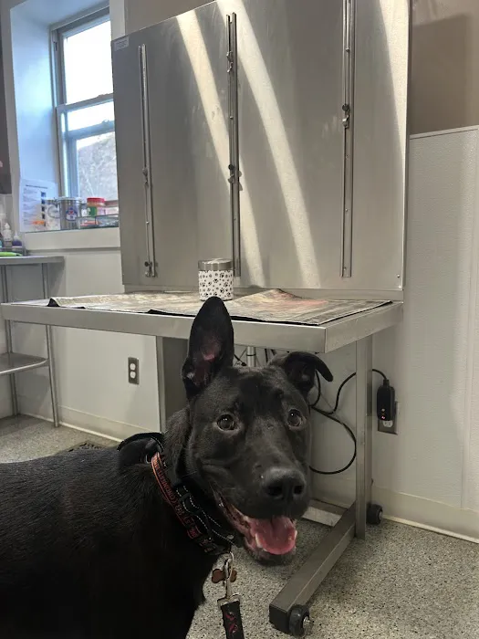 Bellevue Animal Hospital Picture 7