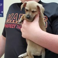 Bellevue Animal Hospital ico