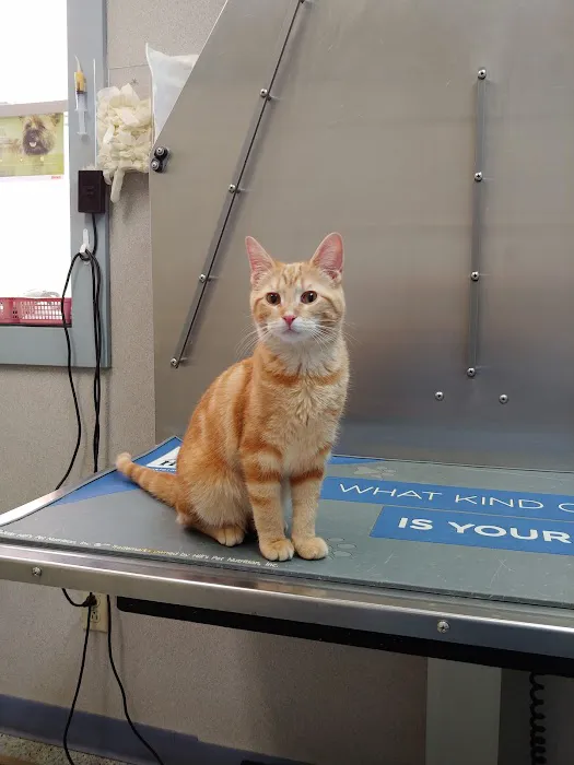 Bellevue Animal Hospital Picture 2