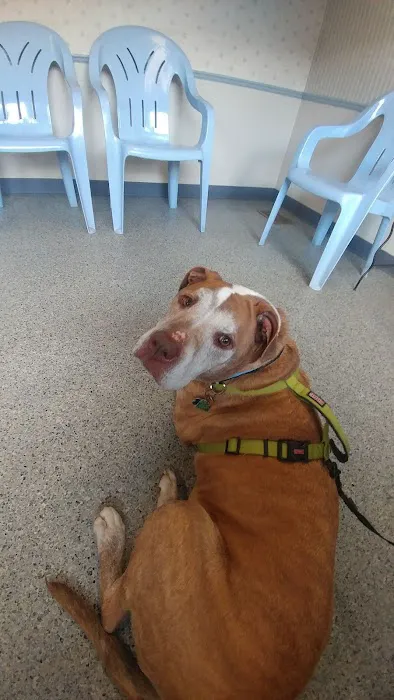 Bellevue Animal Hospital Picture 5