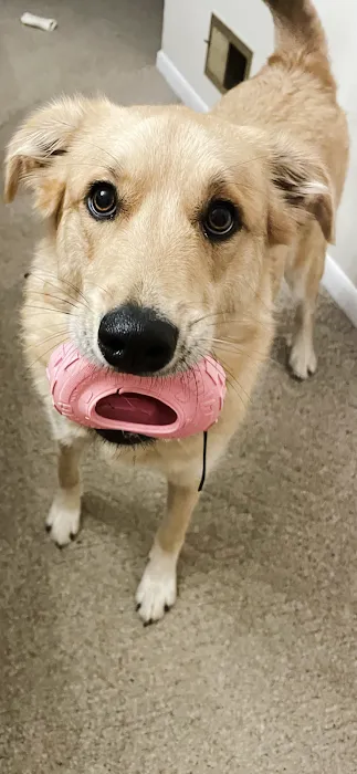 Bellevue Animal Hospital Picture 6