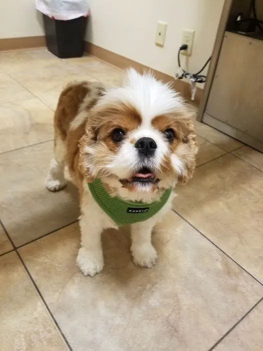 Plum Street Pet Clinic Picture 2