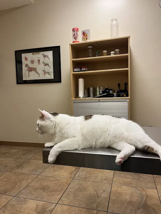 Plum Street Pet Clinic Picture 1