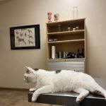 Plum Street Pet Clinic