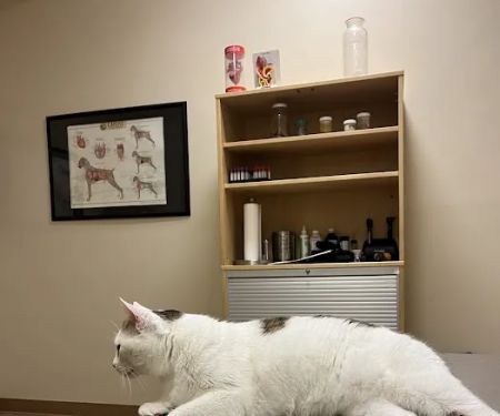 Plum Street Pet Clinic