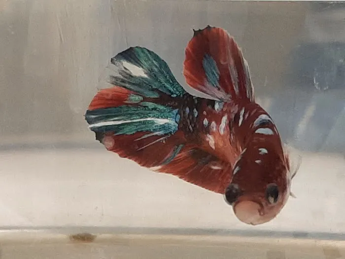 Petco Picture 5