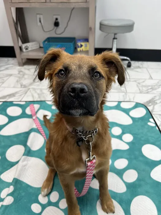 PetVet365 Pet Hospital Cincinnati/Anderson Picture 1