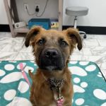 PetVet365 Pet Hospital Cincinnati/Anderson