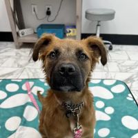PetVet365 Pet Hospital Cincinnati/Anderson ico