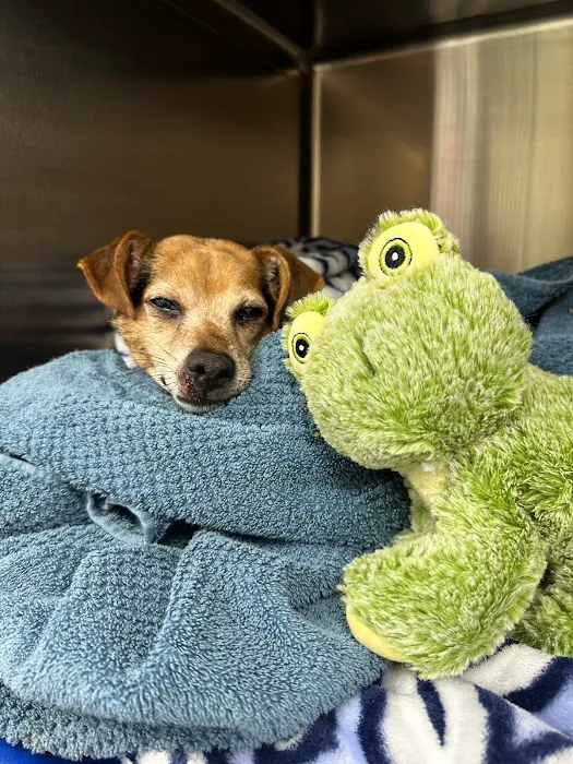 PetVet365 Pet Hospital Cincinnati/Anderson Picture 4