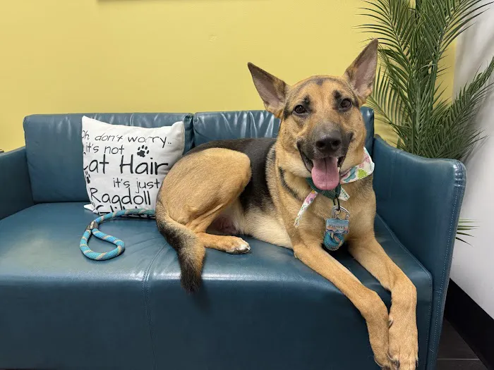 PetVet365 Pet Hospital Cincinnati/Anderson Picture 9