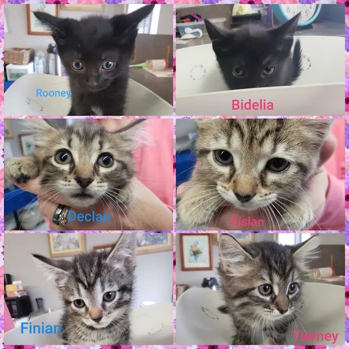 The Economic Veterinary Initiative (EVI spay/neuter clinic) Picture 6