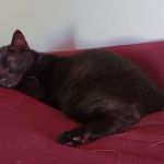 The Economic Veterinary Initiative (EVI spay/neuter clinic)