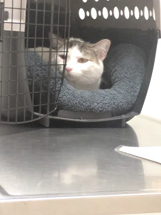 Anderson Hills Animal Care Hospital Picture 6