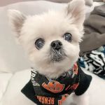 The Animal Hospital on Mt Lookout Square