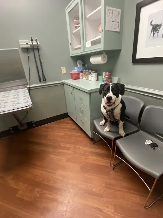 The Animal Hospital on Mt Lookout Square Picture 6
