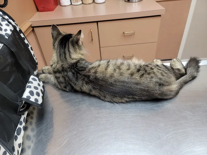 The Animal Hospital on Mt Lookout Square Picture 7