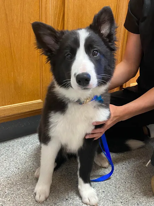 North Lexington Veterinary Clinic Picture 5