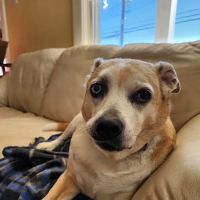 North Lexington Veterinary Clinic ico