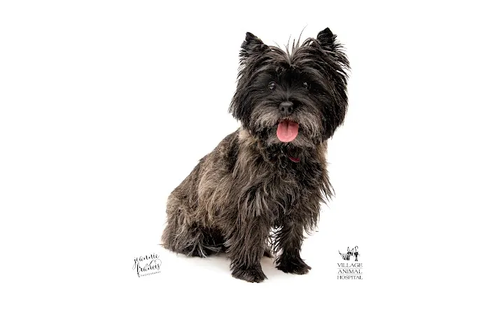 Village Animal Hospital Picture 8