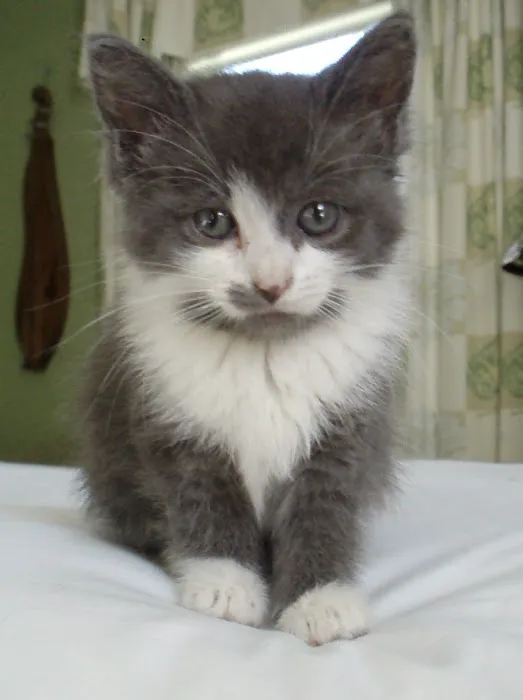 Southland Veterinary Hospital Picture 5