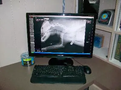 Southland Veterinary Hospital Picture 7