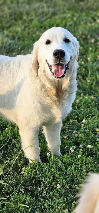 Commonwealth Animal Hospital Picture 5