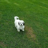 Commonwealth Animal Hospital ico