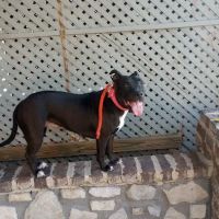 Harrodsburg Animal Hospital ico