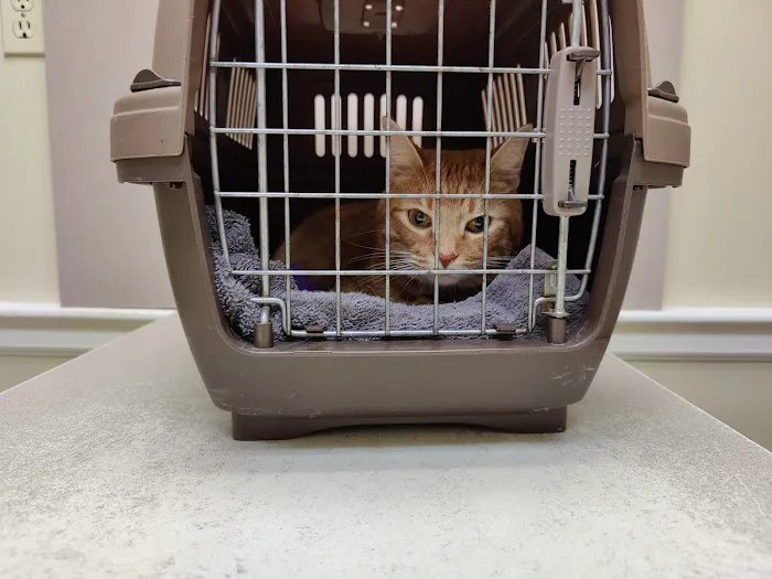 Nash, Cleveland, & Godfrey Veterinary Clinic Picture 8