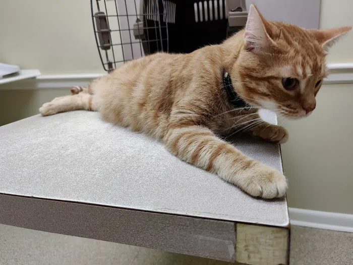 Nash, Cleveland, & Godfrey Veterinary Clinic Picture 7