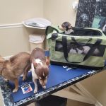 Nash, Cleveland, & Godfrey Veterinary Clinic