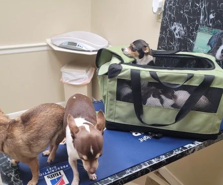 Nash, Cleveland, & Godfrey Veterinary Clinic