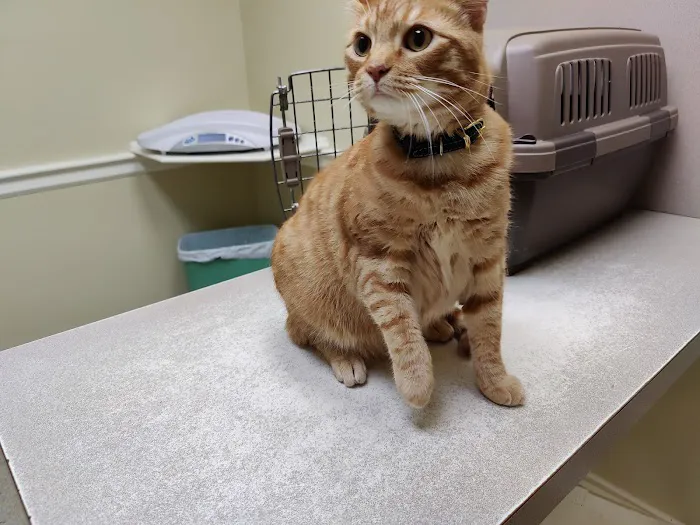 Nash, Cleveland, & Godfrey Veterinary Clinic Picture 6
