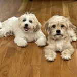 Nicholasville Road Animal Hospital