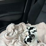 Pennyroyal Small & Exotic Animal Hospital